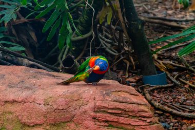 Bereketli, tropikal bir ortamda kayanın üzerine tünemiş renkli bir lori. Kuş yeşillik ve doğal elementlerle çevrili canlı yeşil, mavi ve kırmızı tüyler sergiler..