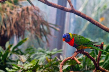 Renkli bir lori, yemyeşil bir çevrede bir dala tünemişti. Kuş canlı mavi, yeşil, kırmızı ve turuncu tüylere sahiptir ve tropikal yapraklarla çevrilidir..
