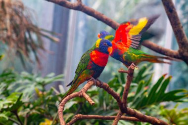 İki renkli lori, yemyeşil bir çevrede dallara tünemiş, mavi, yeşil, kırmızı ve sarı tonlarda canlı tüyler sergiliyor..