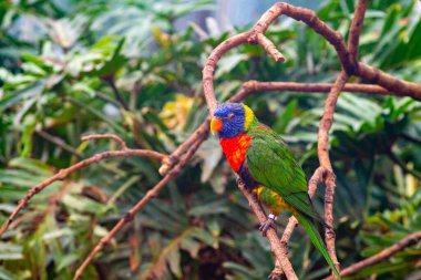 Renkli bir lori, yemyeşil yaprakların arasında bir dala tünemişti. Kuş canlı mavi, yeşil, sarı ve kırmızı tüylere sahiptir ve doğal bir ortamda çarpıcı bir görünüm sergiler..