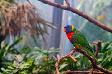 Renkli bir lori, yemyeşil bir dalın üzerine tünemişti. Kuş canlı mavi, yeşil ve kırmızı tüylere sahiptir ve çarpıcı renklerini doğal bir ortamda gösterir..
