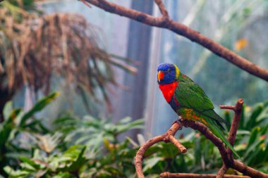 Renkli bir papağan yemyeşil bir çevrede bir dala tünemiş. Kuş, tropikal yapraklarla çevrili canlı mavi, yeşil ve kırmızı tüylere sahiptir..