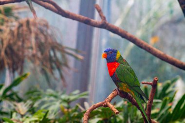 Renkli bir papağan yemyeşil bir çevredeki bir dala tünemiş. Kuş, tropikal yapraklarla çevrili kırmızı ve mavi renkli canlı yeşil tüylere sahiptir..