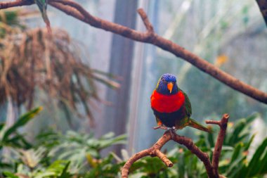 Renkli bir lori, yemyeşil bir çevrede bir dala tünemişti. Kuş, tropikal yapraklarla çevrili canlı mavi, kırmızı ve yeşil tüylere sahiptir..