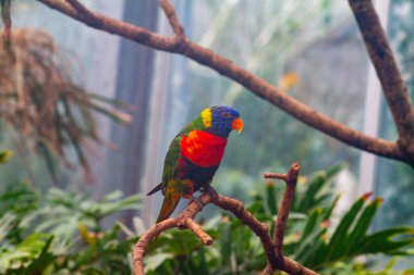Renkli bir papağan yemyeşil bir çevrede bir dala tünemiş. Kuş canlı mavi, yeşil, sarı ve kırmızı tüylere sahiptir ve tropikal yapraklarla çevrilidir..