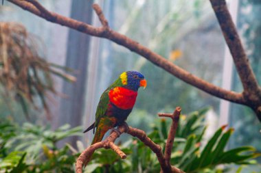 Renkli bir papağan yemyeşil bir çevrede bir dala tünemiş. Kuş canlı mavi, yeşil, sarı ve kırmızı tüylere sahiptir ve tropikal yapraklarla çevrilidir..