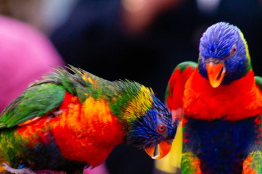 Two vibrant lorikeets with colorful plumage, featuring bright green, blue, and red feathers, perched closely together. The background is blurred, emphasizing the birds' vivid colors. clipart