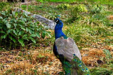 Canlı bir tavus kuşu yeşil yapraklar ve kuru otlarla çevrili doğal bir ortamda renkli tüylerini sergiliyor..