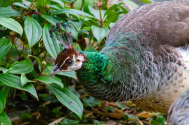 Canlı yeşil ve kahverengi tüylerini sergileyen bir tavus kuşunun yakın çekimi. Kuş yemyeşil yapraklarla çevrili ve doğal yaşam alanını vurguluyor..