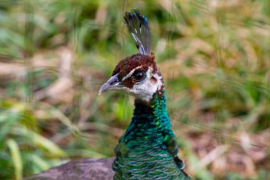 Canlı yeşil ve mavi tüylerini sergileyen bir tavus kuşunun yakın çekimi. Başı ve belirgin arması üzerinde duruluyor. Arkaplan yeşillikle bulanıklaşır, kuşun renkli tüylerini ortaya çıkarır..