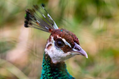 Bir tavus kuşunun kafasının yakın çekimi renkli tüylerini ve kendine özgü armasını sergiliyor..