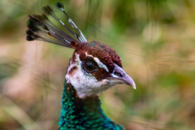 Canlı tüylerini ve kendine özgü armasını sergileyen bir tavus kuşunun kafasının yakın çekimi. Tavus kuşunun gözü keskindir ve renkler yeşilden kahverengiye doğru değişir, bulanık doğal bir arkaplan üzerine kuruludur..