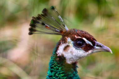 Bir tavus kuşunun kafasının yakın çekiminde canlı yeşil ve kahverengi tüyleri, belirgin göz işaretleri ve zarif ibikli tüyleri sergilenir..