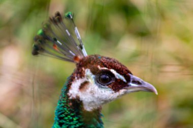 Bir tavus kuşunun kafasının yakın çekimi canlı tüylerini ve kendine özgü armasını sergiliyor. Kuşun gözü ve gagası net bir şekilde görülebiliyor. Bulanık doğal arka plan ile benzersiz özelliklerini vurguluyor..