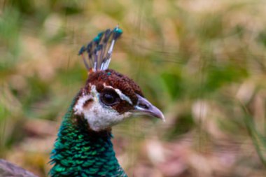Bir tavus kuşunun kafasının yakın plan çekimi canlı yeşil ve mavi tüylerini sergiliyor, bulanık doğal bir arka planı var..