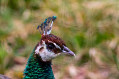Bir tavus kuşunun kafasının yakın plan çekimi canlı yeşil ve mavi tüylerini sergiliyor, bulanık doğal bir arka planı var..