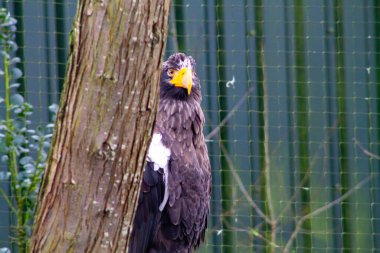 Bir ağacın yanına tünemiş görkemli bir kartal çarpıcı özelliklerini ve keskin gagasını sergiliyor. Arka planda yeşil bir çit ve yeşillik var, doğal bir ortam yaratıyor..