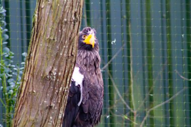 Bir ağacın arkasından bakan görkemli bir kartalın yakın çekimi. Kartalın kanatlarında belirgin beyaz bir yama ve parlak sarı bir gagası olan koyu renkli tüyleri vardır. Arka plan yeşil bir çit ve yeşillik içeriyor, doğal bir ortam yaratıyor..