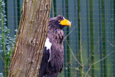 Görkemli bir kartal ağacın yanına tünemiş çarpıcı özelliklerini ve canlı turuncu gagasını sergiliyor. Arka planda yeşil bir çit ve yeşillik var, doğal bir ortam yaratıyor..