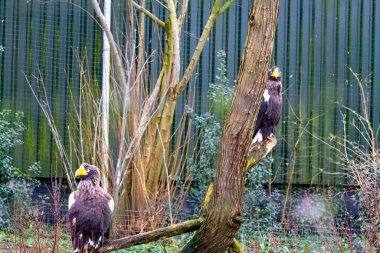 İki görkemli kartal bir ağaç dalına tünemiş, doğal bir ortamda, yeşillik ve bir çit zeminiyle çevrili. Kuşların çarpıcı özellikleri vardır ve çevrelerini gözlemlerler..