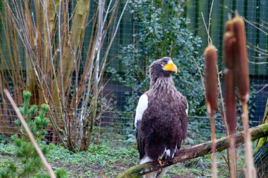 Yeşillik ve uzun bitkilerle çevrili bir dala tünemiş görkemli bir kartal. Kuşun çarpıcı sarı bir gagası ve koyu kahverengi ve beyaz tüylerin karışımı, muhteşem görünümünü gözler önüne seriyor..