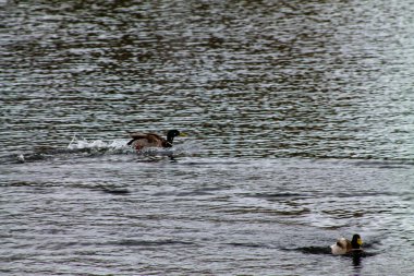 Dalgalanan bir gölde yüzen iki ördek, biri önde ve diğeri arka planda, sakin doğal bir manzara yaratıyor..