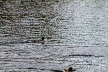 Sakin bir su kütlesinde yüzen iki ördek yüzeyde hafif dalgalanmalar yaratıyor. Su çevreyi yansıtır ve dingin bir atmosfer ekler..