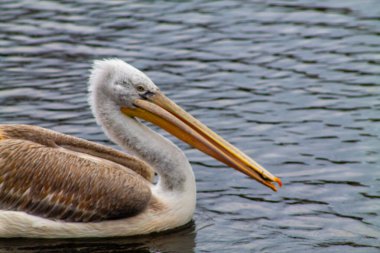 Sakin sularda yüzen bir pelikanın yakın çekimi. Kuş büyük, uzun bir gagaya ve dingin bir ifadeyle beyaz ve kahverengi tüylerin bir karışımına sahiptir..