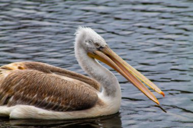 Sakin bir su yüzeyinde zarif bir şekilde yüzen bir pelikan kendine özgü uzun gagasını ve tüylerini sergiliyor. Kuş kısmen batmış, etrafında dalgalar var..