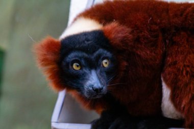 Siyah ve kırmızımsı kahverengi kürklü, iri sarı gözlü ve tuhaf bir ifadeye sahip bir lemur. Arka plan bulanık, hayvanın özelliklerini vurguluyor..