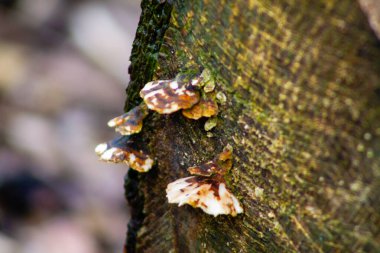 Ağaç gövdesinde yetişen mantarların yakın çekimi eşsiz dokularını ve renklerini gözler önüne seriyor. Ağacın kabuğu görünür, doğal ortama eklenir..