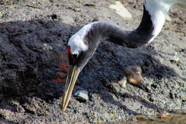 A close-up of a crane bird with a long neck and beak, pecking at the ground near a water source. The bird has distinctive black and white plumage with a red patch on its head. clipart