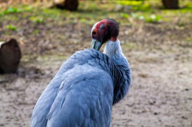 Büyük, gri bir kuşun yakın plan görüntüsü, belirgin kırmızı ve siyah bir kafası var, tüylerini kabartıyor. Arka plan bulanık, yumuşak toprak tonlarıyla doğal bir görüntü sergiliyor..