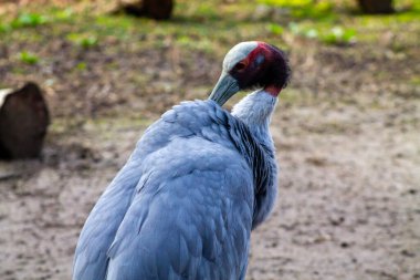 Çarpıcı kırmızı ve beyaz kafalı güzel gri bir vincin yakın çekimi. Vinç tüylerini kabartıyor, zarif boynunu ve tüylerini doğal bir şekilde sergiliyor..