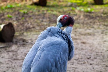 Geniş, zarif, ağırlıklı olarak gri gövdeli, belirgin kırmızı ve siyah başlı ve uzun boyunlu bir kuşun yakın çekimi. Kuş, arka planda bulanık yeşillikle doğal bir ortamda tüylerini kabartıyor..