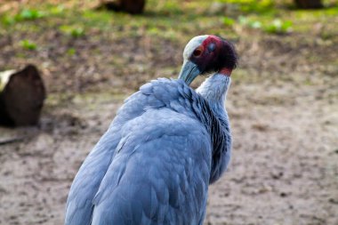 Tüylerini diken diken eden, kendine özgü kırmızı ve beyaz bir kafaya sahip gri bir turnanın yakın çekimi. Arka plan bulanık, yumuşak toprak tonlarıyla doğal bir görüntü sergiliyor..