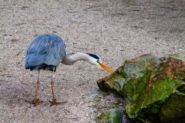 Gri balıkçıl, kumlu bir yüzeyde bir kayanın yanında eğilmiş, uzun boynunu ve keskin gagasını gösteriyor, doğal elementlerle çevrili..