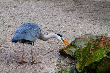 Bir balıkçıl kumlu bir yüzeyde duruyor, bir kayayı gagalıyor. Kuşun uzun bir boynu ve beyaz tüyleri vardır ve ayırt edici siyah ve beyaz bir kafası vardır. Arka planda doğal bir ortam ve yeşillik var..