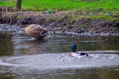 Bir ördeğin su altına dalıp dalgalanmalar oluşturduğu sakin bir gölet sahnesi. Arka planda kısmen sular altında kalan başka bir ördek görülüyor. Her yer yeşilliklerle dolu..