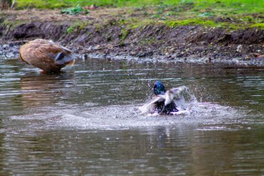 Bir ördek suya su sıçratır, dalgalar ve damlacıklar yaratır. Arka planda başka bir ördek daha görülüyor. Sahne, çevrenin yeşillikle çevrili olduğu doğal bir ortamda geçiyor..