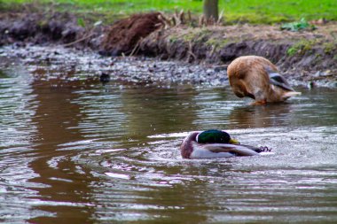 Suda yüzen canlı yeşil başlı bir erkek ördeğin olduğu sakin bir gölet sahnesinde dişi bir ördek kıyıda yiyecek ararken görülüyor. Çevresi yemyeşil ve yemyeşil. Huzurlu bir doğal ortamı yansıtıyor..