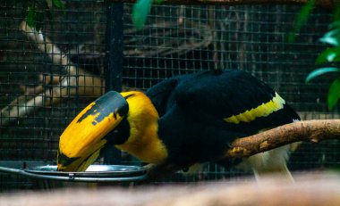 Dala konmuş büyük sarı ve siyah gagalı renkli bir kuş. Yeşilliklerle çevrili doğal bir yaşam ortamındaki metal bir kaseden besleniyor..