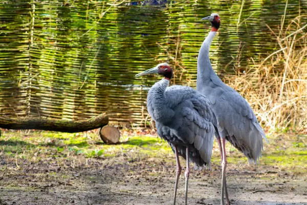 stock image Two elegant cranes standing in a natural setting, with a blurred background of greenery and woven fencing. The cranes have long necks and slender legs, showcasing their graceful posture.