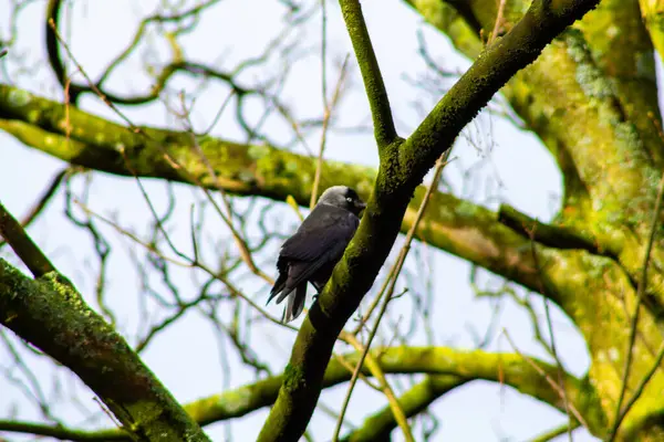 stock image A solitary bird perched on a moss-covered branch of a tree, surrounded by bare branches. The bird has dark plumage and is facing sideways, with a soft focus on the background.