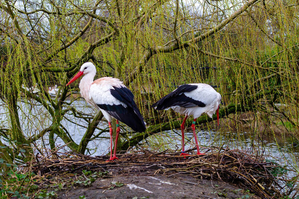 Two storks standing on a nest near a river, surrounded by willow trees. One stork is preening while the other looks around. The scene is tranquil and natural, showcasing the beauty of wildlife.
