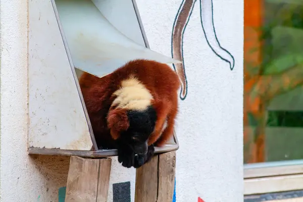 Stock image A brown and black lemur resting in a unique, slanted enclosure. The background features a colorful wall with abstract designs, enhancing the playful atmosphere of the habitat.