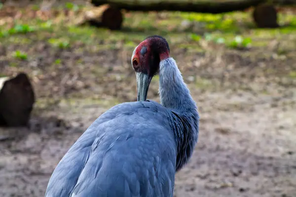 stock image A close-up of a crane bird with a striking red crown and gray feathers, looking back over its shoulder. The background is blurred, featuring earthy tones and greenery.