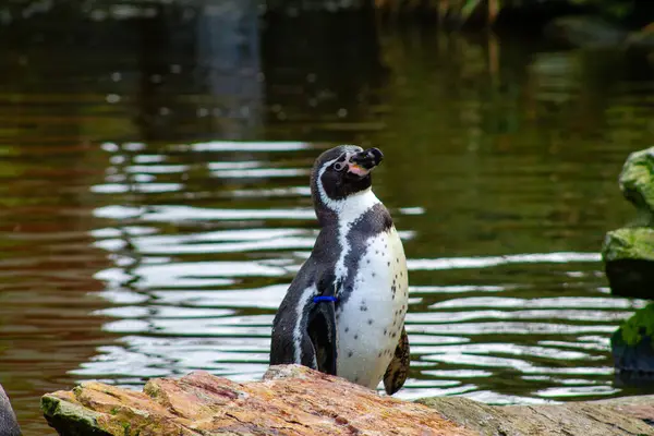 Sakin ve sakin bir zemine sahip bir su kütlesinin yanındaki kayanın üzerinde duran bir penguen. Penguenin belirgin siyah ve beyaz tüyleri vardır. Göbeğinde benekler vardır..