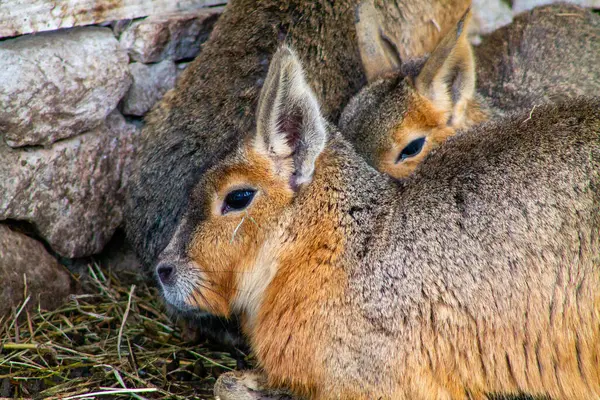 stock image Two Patagonian mara resting close together, with soft fur and large ears, nestled against a stone wall. The background features natural elements like grass and stones.