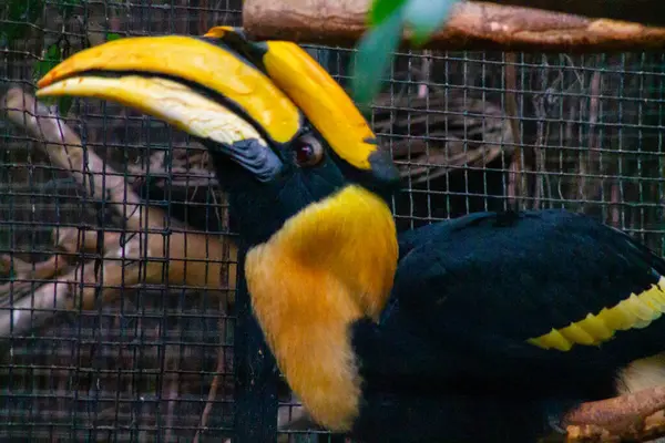 stock image A close-up of a colorful hornbill bird with a striking yellow and black beak, perched behind a wire mesh. The bird's feathers are predominantly black with yellow accents on the head and neck, showcasing its vibrant plumage.